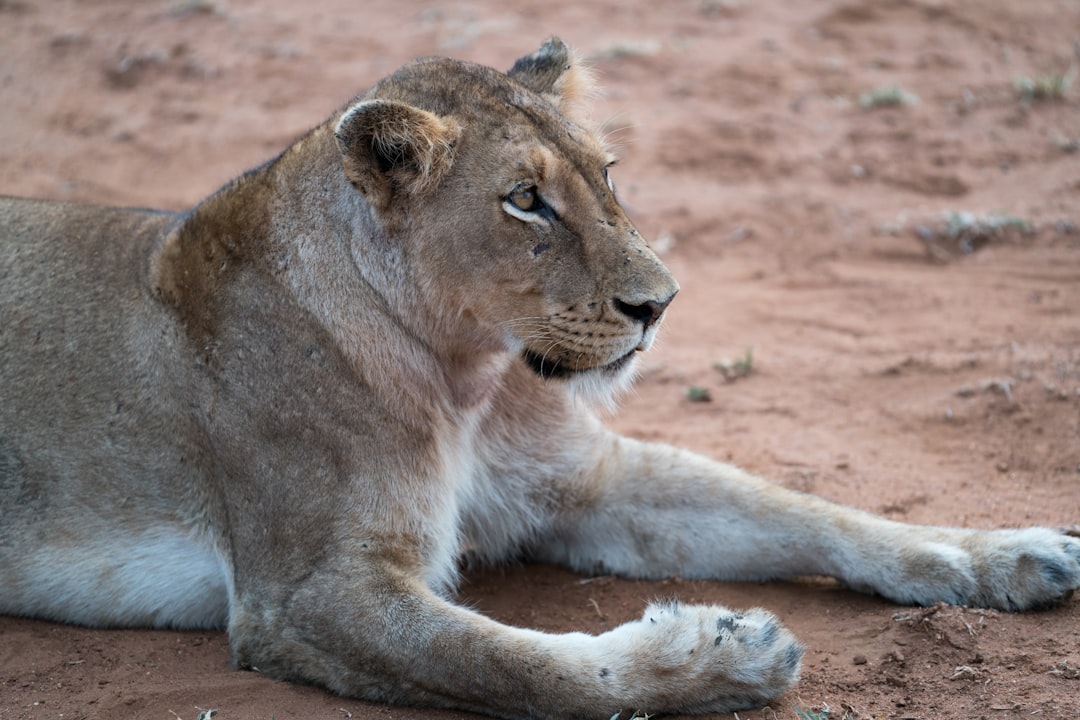 David Hasemyer: Investigating the Predator Threat